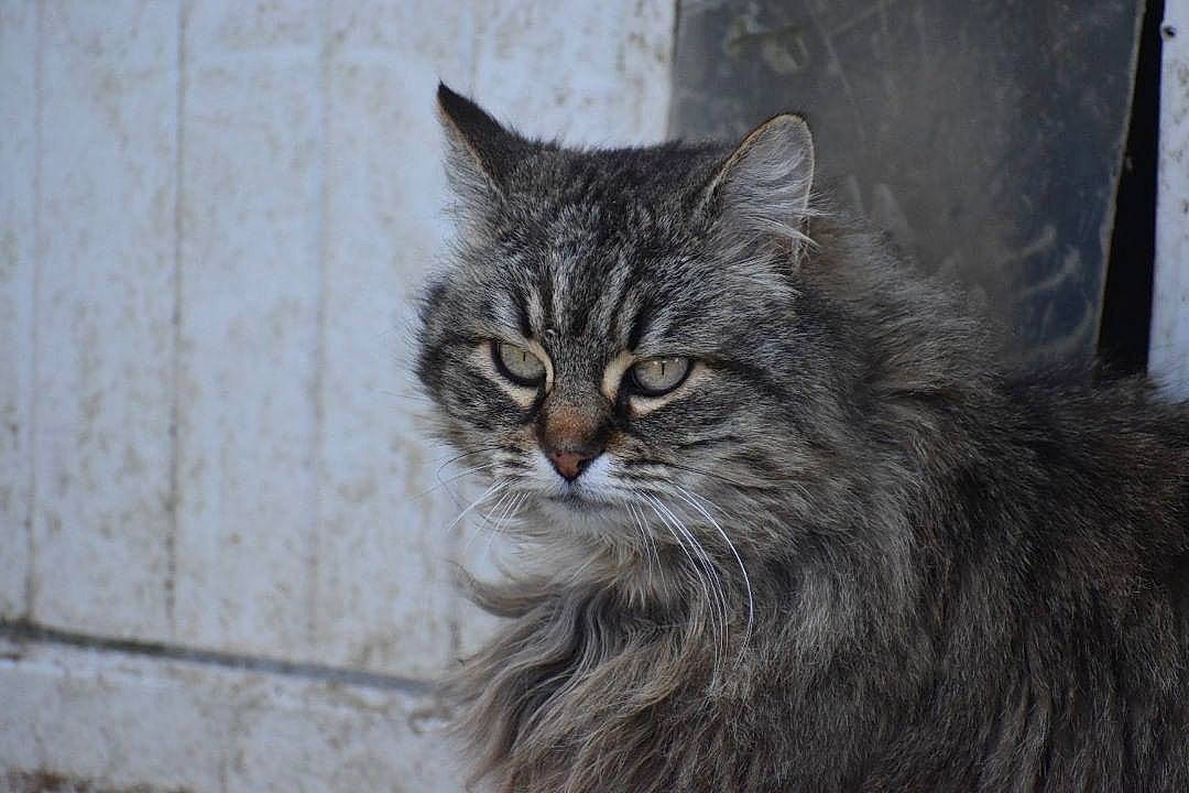 Joker participe au concours pour gagner de l'argent avec cette photo : british_longhair, carnivore, cat, domestic_short_haired_cat, felidae, fur, grey, maine_coon, siberian, small_to_medium_sized_cats, snout, terrestrial_animal, tree, whiskers, wildlife, window