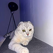 Milo participe au concours pour gagner de l'argent avec cette photo : cat, scottish_fold, heterochromia, feline, pet, indoor, lamp, gray_fur, whiskers, relaxed, curious, texture, soft_lighting, folded_ears, closeup, animal, domestic, resting, wall, tripod_lamp