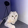 cat, scottish_fold, heterochromia, feline, pet, indoor, lamp, gray_fur, whiskers, relaxed, curious, texture, soft_lighting, folded_ears, closeup, animal, domestic, resting, wall, tripod_lamp