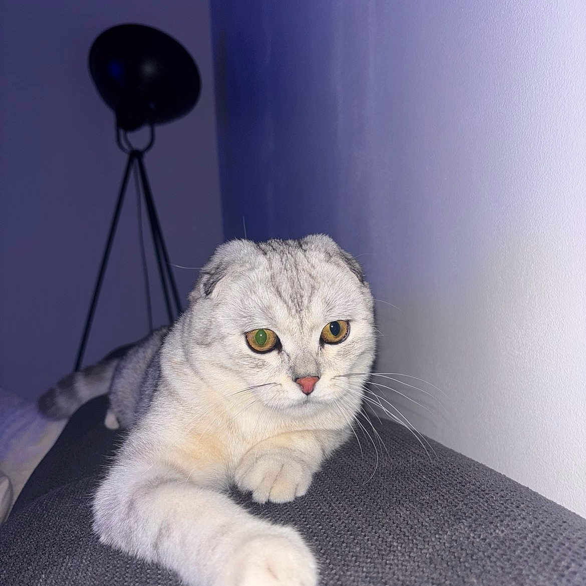 Milo