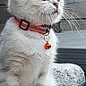 Milo a rejoint le concours — aidez-le/la à gagner de superbes lots ! kitten, cat, feline, pet, collar, bell, whiskers, fur, gray, white, sitting, outdoor, curious, young, animal, cute, paw, tail, wood, stone