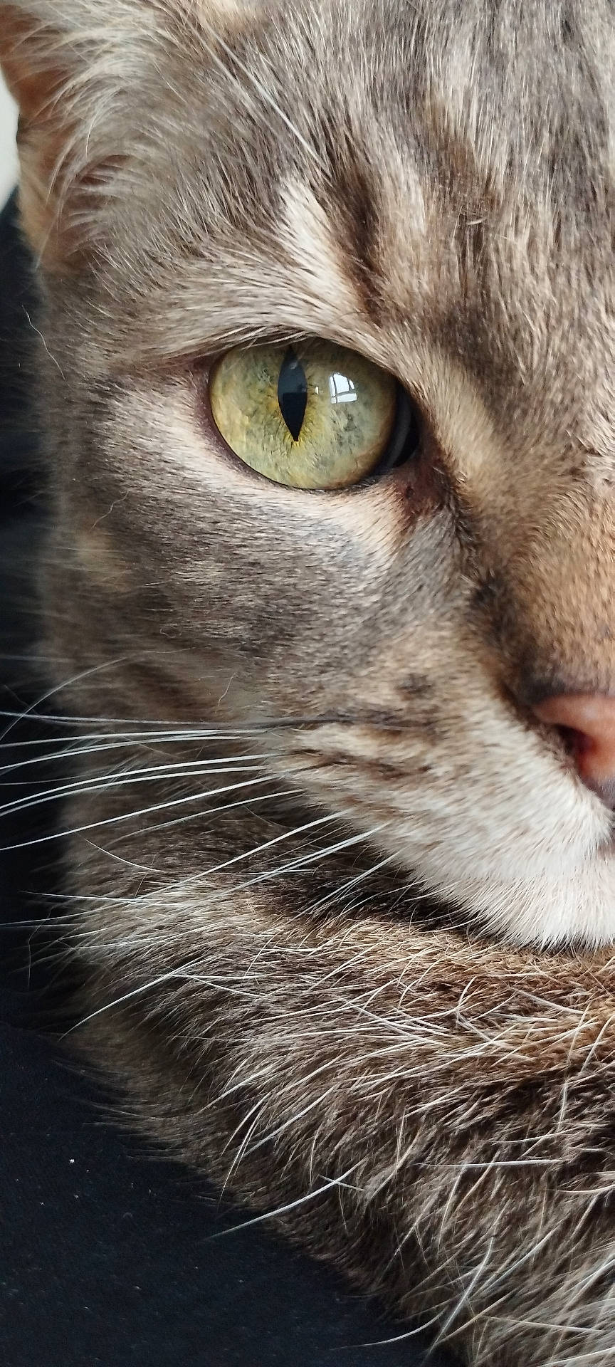 Choupette a rejoint le concours — aidez-le/la à gagner de superbes lots ! abyssinian, angora, animal, brasssection, cat, horn, kitten, manx, musicalinstrument, pet, siamese, snout