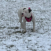 Ruby is registered to the contest to win money with this photo: alert, animal, canine, cold, daylight, dog, ears, fur, grass, muzzle, nature, outdoor, pet, pink_harness, quiet, snow, snowy_field, standing, white_dog, winter