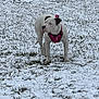 alert, animal, canine, cold, daylight, dog, ears, fur, grass, muzzle, nature, outdoor, pet, pink_harness, quiet, snow, snowy_field, standing, white_dog, winter