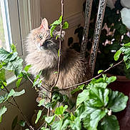 Wiley Jane is registered to the contest to win money with this photo: cat, long_haired_cat, feline, window, indoor, plant, leaves, potted_plant, sunlight, soft_light, portrait, whiskers, green, cozy, foliage, sitting, curious, pet, domestic_animal, fur_texture