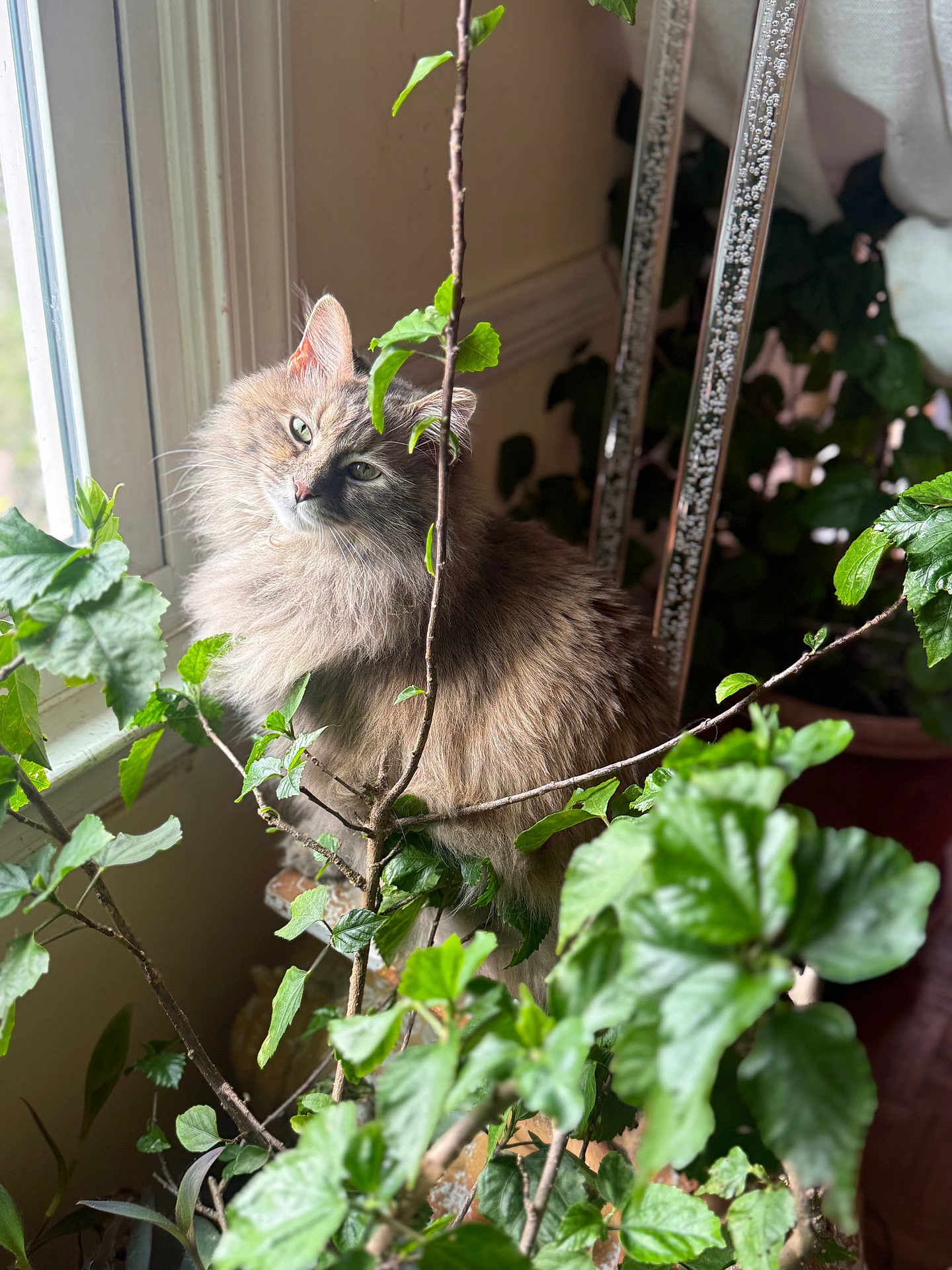 Wiley Jane is registered to the contest to win money with this photo: cat, long_haired_cat, feline, window, indoor, plant, leaves, potted_plant, sunlight, soft_light, portrait, whiskers, green, cozy, foliage, sitting, curious, pet, domestic_animal, fur_texture