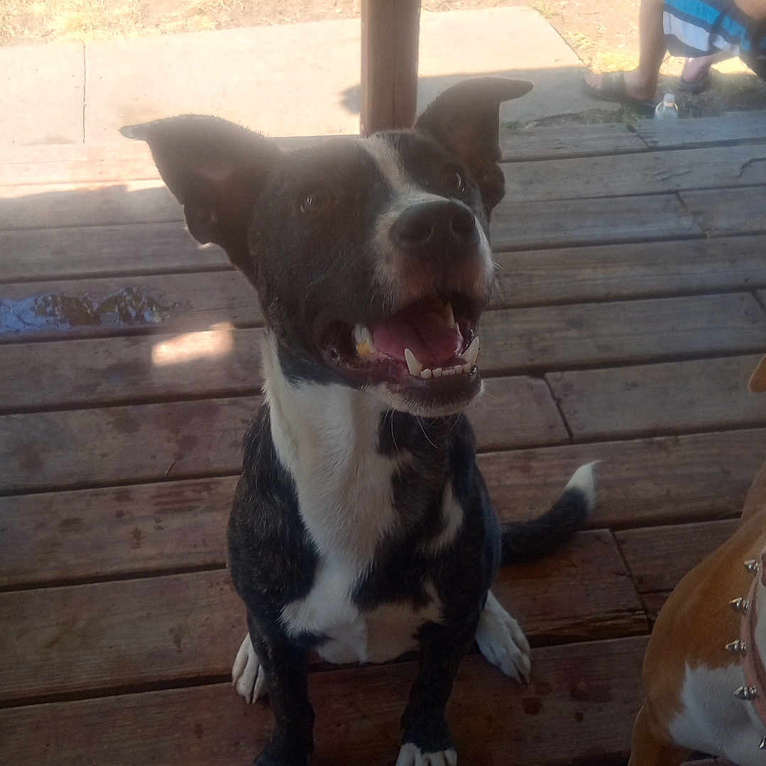 Prince is registered to the contest to win money with this photo: alloywheel, animal, bird, boy, bulldog, canine, car, carwheel, child, dog, machine, male, person, pet, spoke, tire, transportation, vehicle, wheel, wood