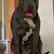 Blue is registered to the contest to win money with this photo: dog, pit_bull, black_dog, white_chest, sitting, stairs, indoor, home, portrait, happy, smiling, tongue, pet, canine, short_hair, floppy_ears, wooden_banister, carpet, staircase, front_facing