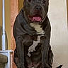 dog, pit_bull, black_dog, white_chest, sitting, stairs, indoor, home, portrait, happy, smiling, tongue, pet, canine, short_hair, floppy_ears, wooden_banister, carpet, staircase, front_facing