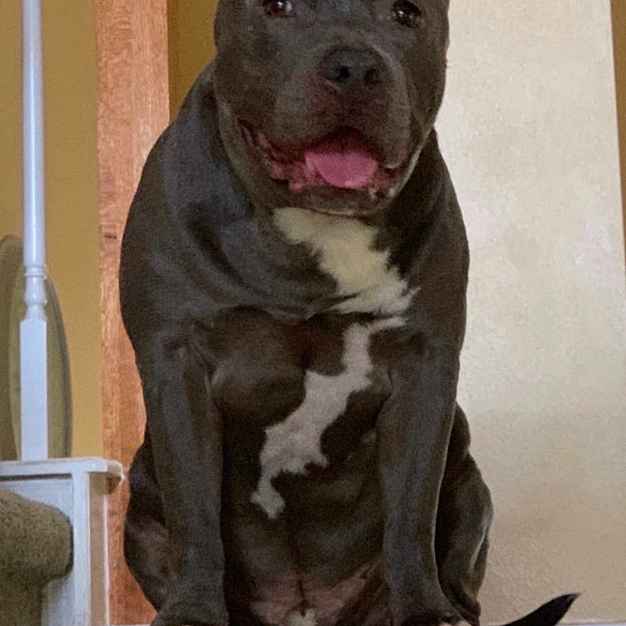 Blue is registered to the contest to win money with this photo: dog, pit_bull, black_dog, white_chest, sitting, stairs, indoor, home, portrait, happy, smiling, tongue, pet, canine, short_hair, floppy_ears, wooden_banister, carpet, staircase, front_facing