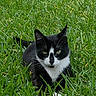 cat, tuxedo_cat, black_and_white, animal, pet, grass, lawn, outdoor, nature, feline, whiskers, ears, eyes, sitting, crouching, portrait, fur, greenery, wildlife, photography