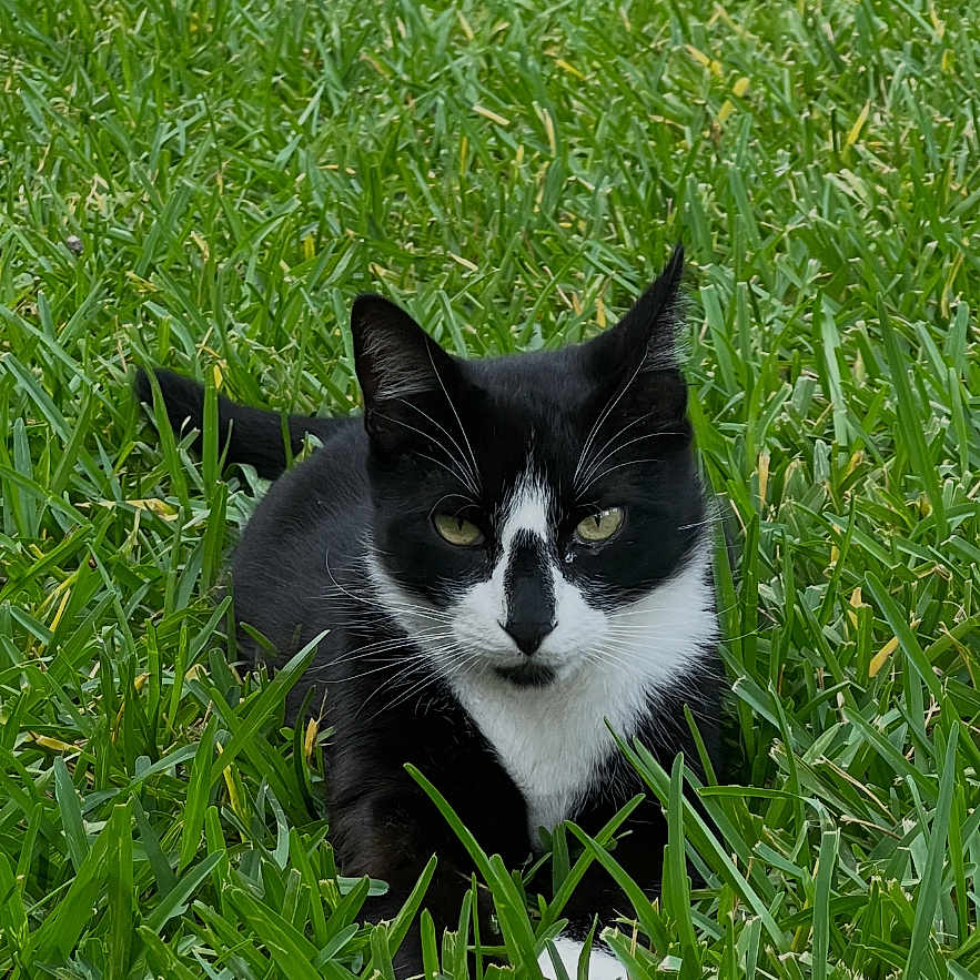 Mylo