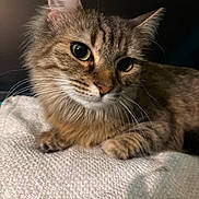 Missy joined the competition — help win amazing prizes! cat, tabby, close_up, fur, whiskers, ears, eyes, pet, animal, domestic, feline, resting, blanket, texture, indoor, soft_lighting, portrait, cute, mammal, curious