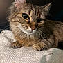 cat, tabby, close_up, fur, whiskers, ears, eyes, pet, animal, domestic, feline, resting, blanket, texture, indoor, soft_lighting, portrait, cute, mammal, curious