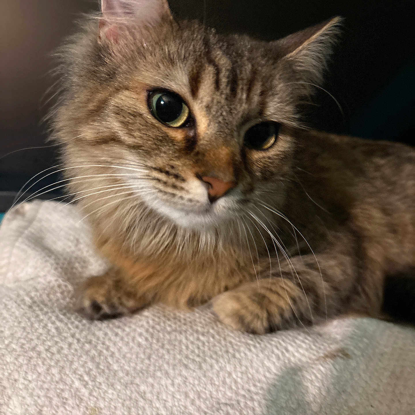 Missy joined the competition — help win amazing prizes! animal, blanket, cat, close_up, curious, cute, domestic, ears, eyes, feline, fur, indoor, mammal, pet, portrait, resting, soft_lighting, tabby, texture, whiskers