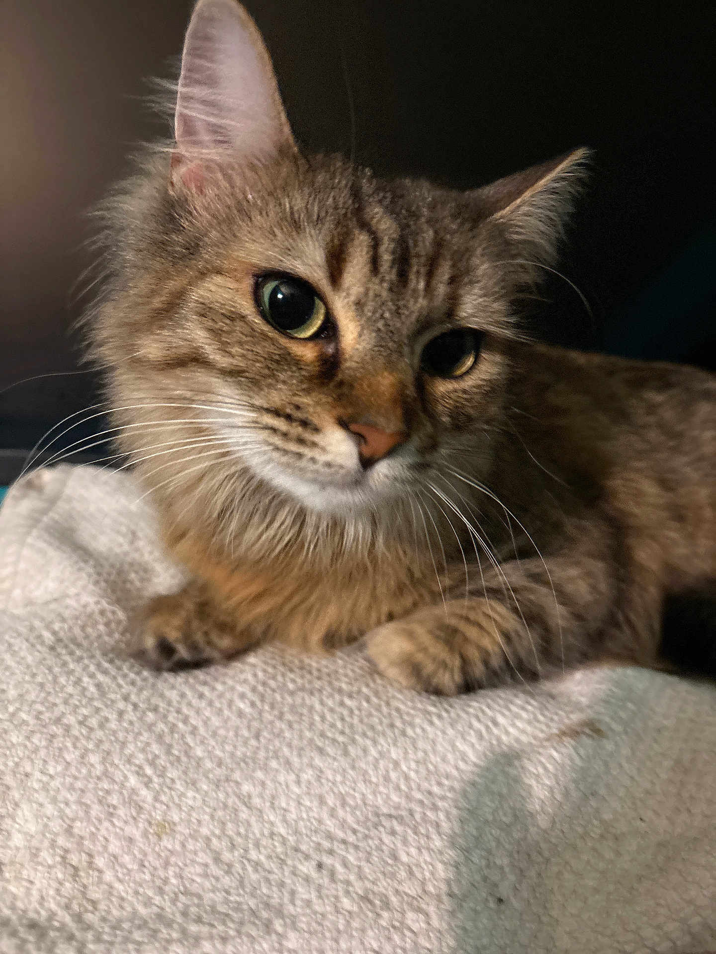 Missy joined the competition — help win amazing prizes! cat, tabby, close_up, fur, whiskers, ears, eyes, pet, animal, domestic, feline, resting, blanket, texture, indoor, soft_lighting, portrait, cute, mammal, curious