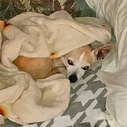 Sweetie joined the competition — help win amazing prizes! dog, blanket, couch, pet, cozy, snuggled, sleepy, indoor, fur, small_dog, patterned_fabric, resting, cute, animal, relaxing, ears, face, warm, comfort, home