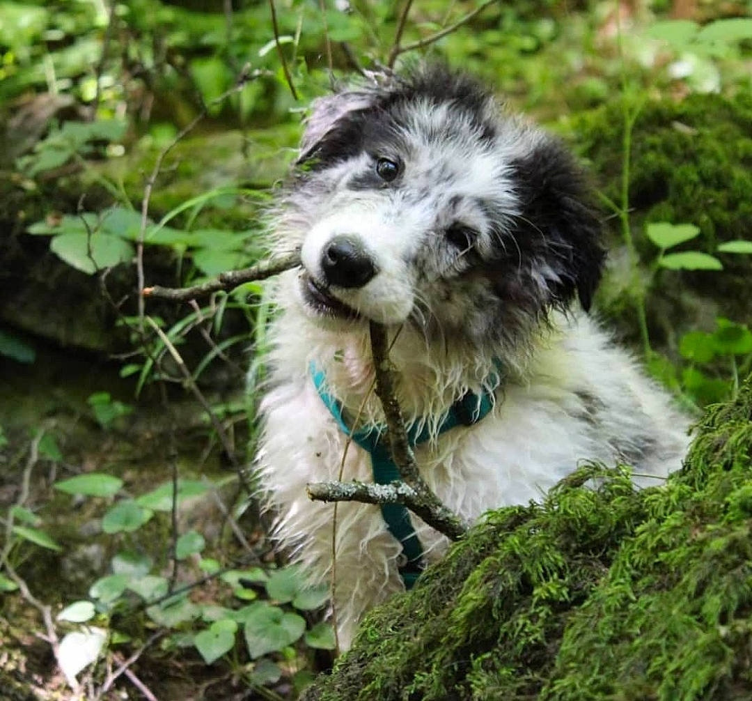 Rocket participe au concours pour gagner de l'argent avec cette photo : canidae, carnivore, companion_dog, dog, dog_breed, grass, groundcover, herding_dog, jungle, plant, rainforest, snout, sporting_group, terrestrial_animal, terrestrial_plant, terrier, toy_dog, water, wilderness, working_dog