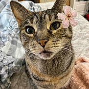 Baby joined the competition — help win amazing prizes! cat, tabby, flower, close_up, pet, animal, bed, blanket, indoor, curious, whiskers, ears, feline, soft_texture, pink_flower, domestic_cat, cute, portrait, cozy, fur