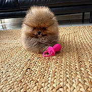 Yumi a rejoint le concours — aidez-le/la à gagner de superbes lots ! adorable, brown, carpet, chew_toy, closeup, cute, dog, fluffy, fur, indoor, leather_sofa, living_room, pet, pink_toy, pomeranian, portrait, puppy, sitting, small_dog, woven_rug