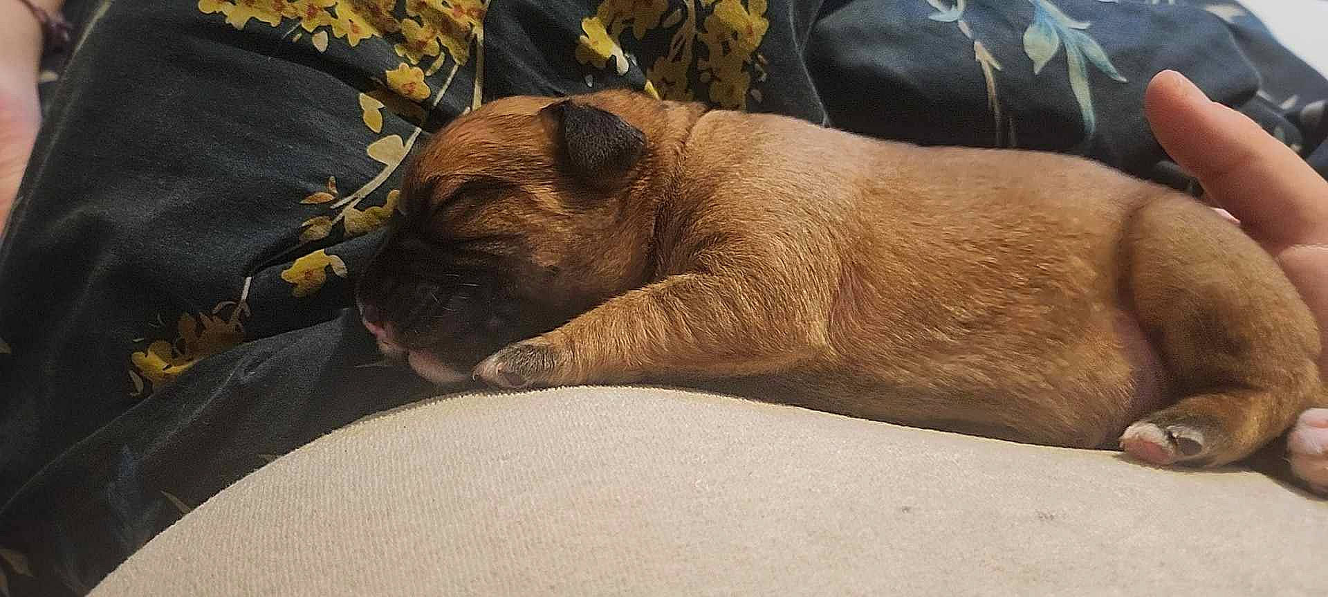 Vyper participe au concours pour gagner de l'argent avec cette photo : canidae, carnivore, comfort, companion_dog, dog, dog_breed, fawn, felidae, foot, fur, human_leg, liver, paw, snout, sporting_group, terrestrial_animal, whiskers, wildlife, working_animal, wrinkle