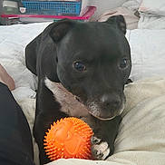 Nixie participe au concours pour gagner de l'argent avec cette photo : dog, black_dog, toy, orange_ball, bed, blanket, indoor, pet, animal, cute, paw, white_chest, resting, household, cozy, curious, comfort, soft, domestic, furniture