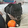 dog, black_dog, toy, orange_ball, bed, blanket, indoor, pet, animal, cute, paw, white_chest, resting, household, cozy, curious, comfort, soft, domestic, furniture