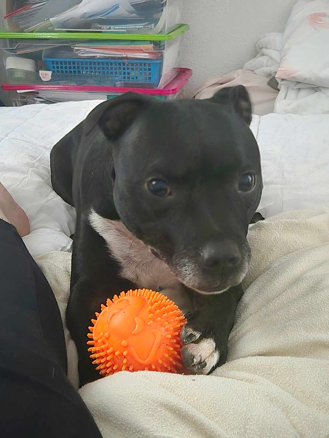 Nixie
