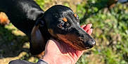 Aldo participe au concours pour gagner de l'argent avec cette photo : dog, dachshund, pet, animal, outdoor, grass, hand, person, sunlight, black_and_tan, close_up, nature, canine, friendly, portrait, mammal, companion, cute, daylight, trust