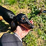 dog, dachshund, pet, animal, outdoor, grass, hand, person, sunlight, black_and_tan, close_up, nature, canine, friendly, portrait, mammal, companion, cute, daylight, trust