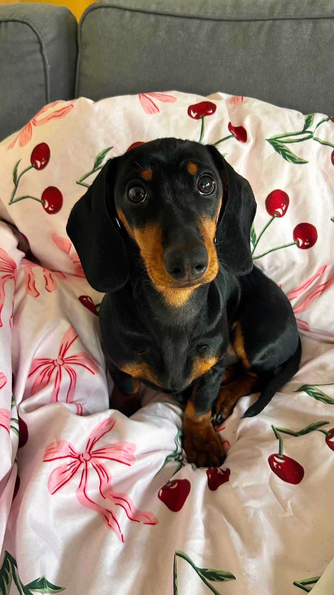 Aldo a rejoint le concours — aidez-le/la à gagner de superbes lots ! dog, dachshund, puppy, black, tan, pet, animal, cute, blanket, cherry_pattern, pink_bows, couch, indoor, sitting, looking_up, fur, ears, eyes, nose, cozy