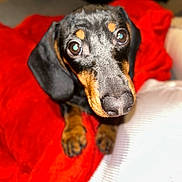Aldo participe au concours pour gagner de l'argent avec cette photo : dog, puppy, dachshund, pet, animal, closeup, brown, black, blanket, red, fur, cute, eyes, indoor, cozy, looking_up, soft, nose, ears, whiskers