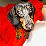 dog, puppy, dachshund, pet, animal, closeup, brown, black, blanket, red, fur, cute, eyes, indoor, cozy, looking_up, soft, nose, ears, whiskers
