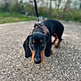 Aldo a rejoint le concours — aidez-le/la à gagner de superbes lots ! dog, dachshund, pet, leash, outdoor, animal, cute, black_and_tan, canine, close_up, fur, small_dog, walking, ground, nature, portrait, curious, ears, eyes, pavement