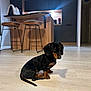 Aldo participe au concours pour gagner de l'argent avec cette photo : dog, puppy, dachshund, black_and_tan, floor, wooden_floor, kitchen, kitchen_island, bar_stools, modern_interior, indoor, pet, animal, sitting, cute, small_dog, shadow, furniture, flooring, home