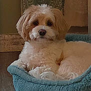 Charlie is registered to the contest to win money with this photo: animal, blue_bed, brown_fur, carpet, cozy, cushion, dog, dog_bed, fluffy, indoors, lying_down, pet, photograph, portrait, puppy, sitting, small_dog, tan_fur, toy, white_fur
