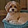 Charlie