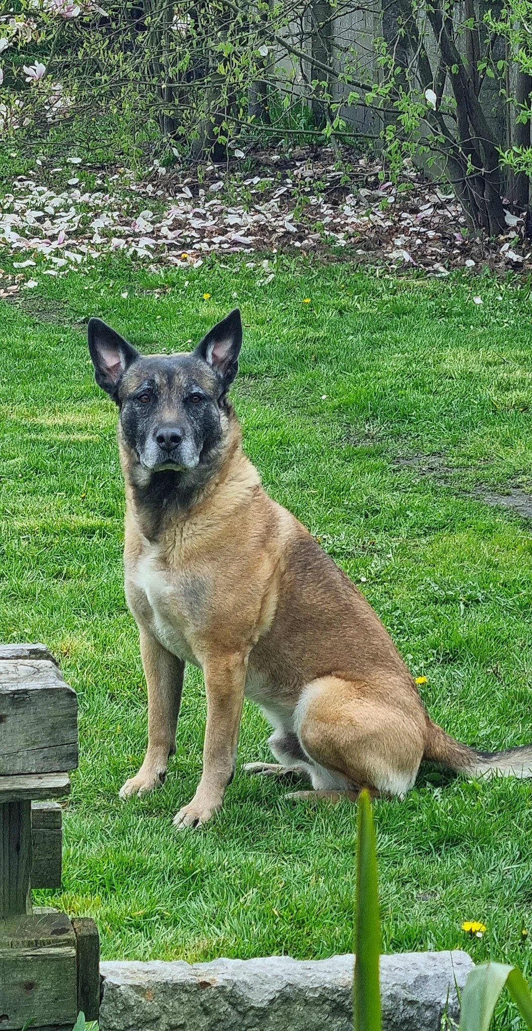 Oli participe au concours pour gagner de l'argent avec cette photo : ancient_dog_breeds, canidae, carnivore, collar, companion_dog, dog, dog_breed, dog_supply, east_european_shepherd, fawn, german_shepherd_dog, grass, herding_dog, non_sporting_group, plant, sporting_group, tail, terrestrial_animal, working_animal, working_dog