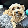 Zara Gandules is registered to the contest to win money with this photo: animal, blanket, companion, couch, cozy, cute, dog, ears, eyes, face, fur, groomed, home, indoor, leather, paw, pet, relaxed, snout, toy