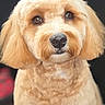 Zara Gandules joined the competition — help win amazing prizes! animal, brown_fur, canine, close_up, cute, dog, domestic_animal, expression, eyes, fluffy, fur, groomed, head, indoors, looking_at_camera, mammal, nose, pet, portrait, soft_background