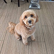 Zara Gandules is registered to the contest to win money with this photo: animal, brown, collar, companion, cute, dog, domestic, floor, fluffy, fur, groomed, household, indoor, looking_up, pet, small_dog, tag, tile, vacuum_cleaner, waiting