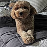 dog, puppy, small_dog, fluffy, curly_fur, brown_fur, cream_fur, pet, animal, portrait, sitting, bed, bedroom, blanket, bedding, pillow, indoor, cozy, sunlight, cute