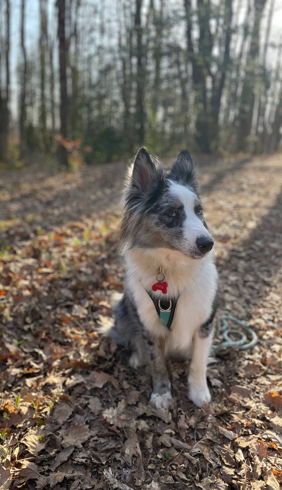 Popie participe au concours pour gagner de l'argent avec cette photo : canidae, carnivore, companion_dog, dog, dog_breed, fur, grass, herding_dog, plant, snout, soil, sporting_group, tail, terrestrial_animal, tree, wildlife, wood, working_dog