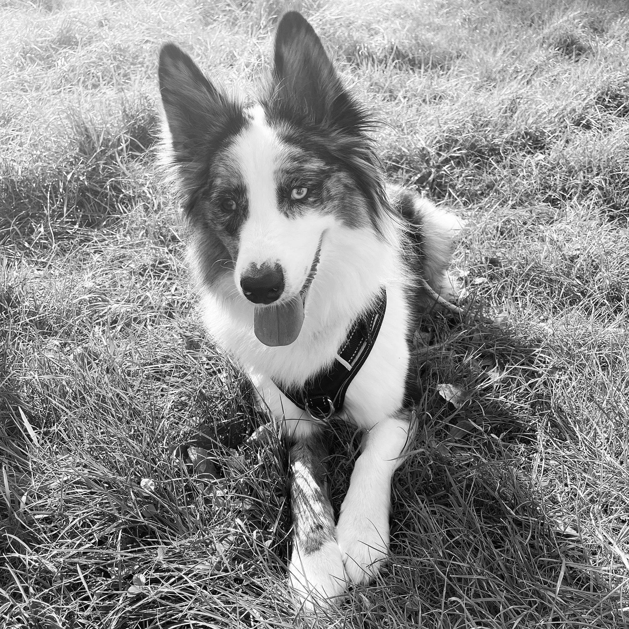Popie a rejoint le concours — aidez-le/la à gagner de superbes lots ! black_and_white, canidae, carnivore, companion_dog, dog, dog_breed, foot, fur, grass, herding_dog, jaw, monochrome, monochrome_photography, plant, snout, sporting_group, tail, terrestrial_animal, tree, whiskers