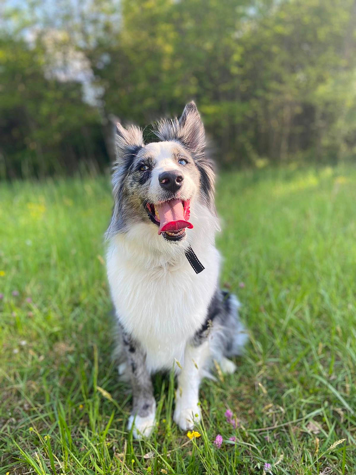 Popie a rejoint le concours — aidez-le/la à gagner de superbes lots ! canidae, carnivore, collar, companion_dog, dog, dog_breed, dog_collar, dog_supply, flower, grass, grassland, herding_dog, lawn, leash, plant, recreation, sporting_group, tail, tree, whiskers