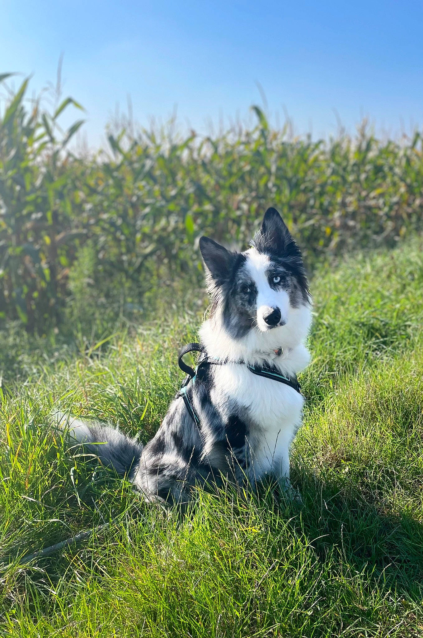 Popie participe au concours pour gagner de l'argent avec cette photo : carnivore, companion_dog, dog, dog_breed, grass, grassland, herbaceous_plant, herding_dog, landscape, non_sporting_group, pasture, plant, puppy, sky, soil, sporting_group, tail, whiskers, working_animal, working_dog