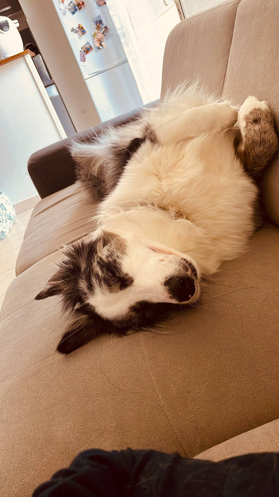 Popie a rejoint le concours — aidez-le/la à gagner de superbes lots ! carnivore, chair, comfort, companion_dog, couch, dog, dog_breed, felidae, flooring, foot, hardwood, human_leg, paw, small_to_medium_sized_cats, snout, sporting_group, tail, whiskers, wood, working_animal