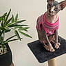 Meïa participe au concours pour gagner de l'argent avec cette photo : sphynx_cat, cat, hairless_cat, pink_sweater, cat_tree, indoor, plant, potted_plant, furniture, curious, pet, animal, looking, black_platform, wood_floor, white_wall, domestic, cute, small, cozy