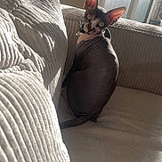 Meïa participe au concours pour gagner de l'argent avec cette photo : sphynx_cat, cat, hairless_cat, pet, indoor, couch, sunlight, furniture, curious, green_eyes, ears, texture, cozy, home, window, natural_light, looking_back, animal, mammal, domestic_animal