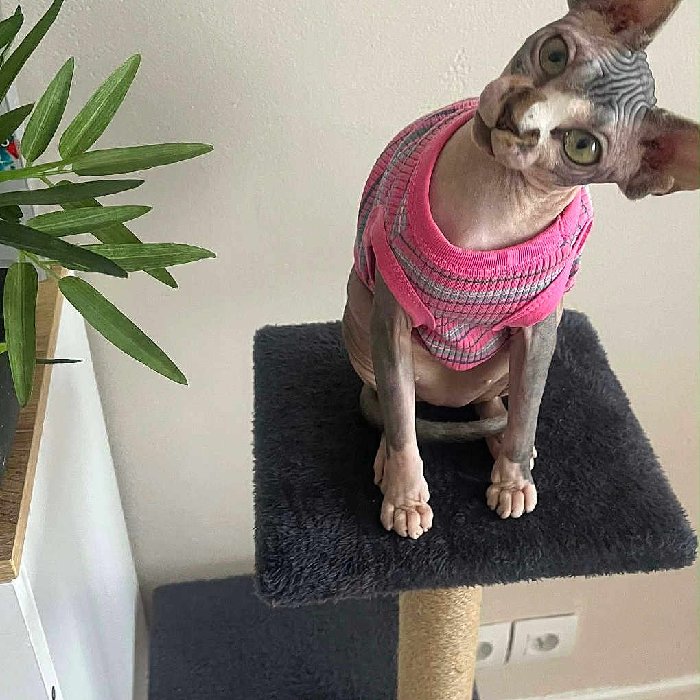 Meïa participe au concours pour gagner de l'argent avec cette photo : sphynx_cat, cat, pet, indoor, cat_tree, pink_sweater, curious, head_tilt, furniture, plant, leaf, wall, floor, wood_floor, domestic_animal, animal, feline, hairless_cat, cute, cozy
